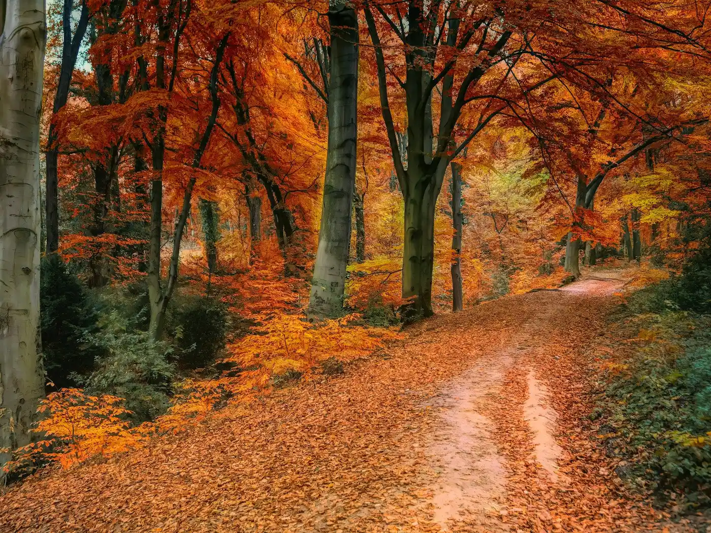 brown and orange trees jigsaw puzzle
