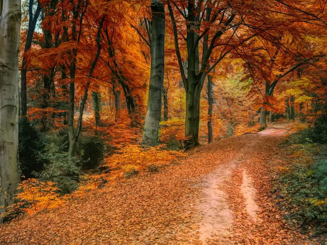 brown and orange trees jigsaw puzzle