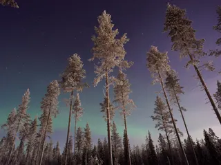 Pines against northern lights jigsaw puzzle
