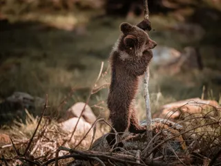 grizzly bear cub stand beside stick jigsaw puzzle