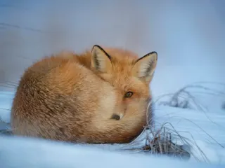 fox laying on snow jigsaw puzzle