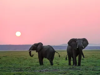 two grey elephants on grass plains during sunset jigsaw puzzle