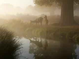 Mother and child in the mist. jigsaw puzzle
