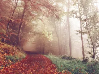 A path covered in fallen autumn leaves winding through a misty forest jigsaw puzzle