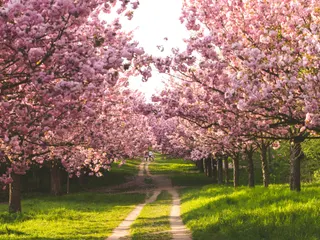 pathway between cherry blossoms jigsaw puzzle