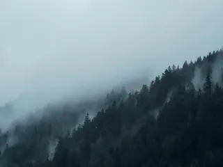 Mist over a dark forest jigsaw puzzle