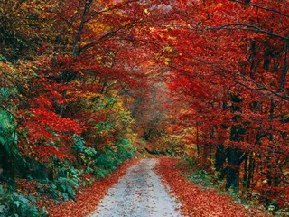 Sometimes taking a day to hike through the forest, on dirt roads, is just the pe jigsaw puzzle